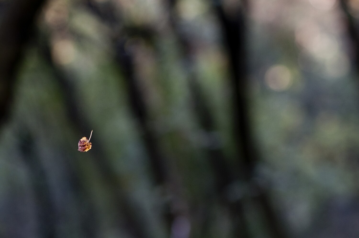 Autumn Leaves
