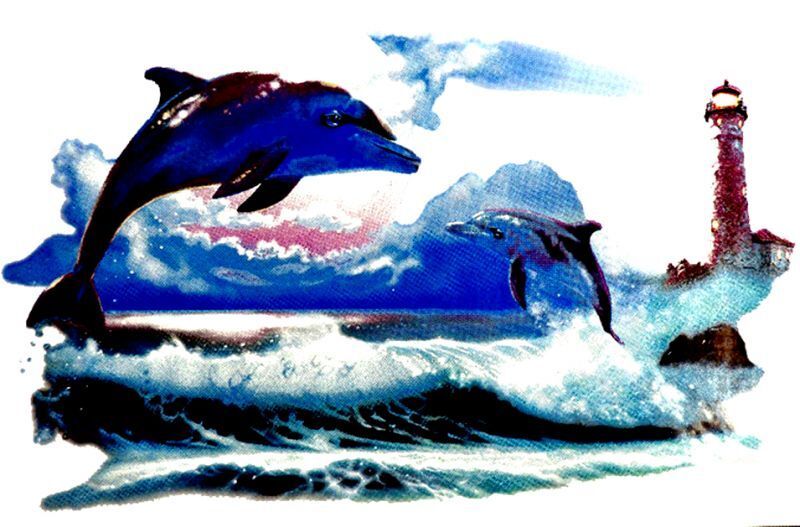 Dolphin T Shirt