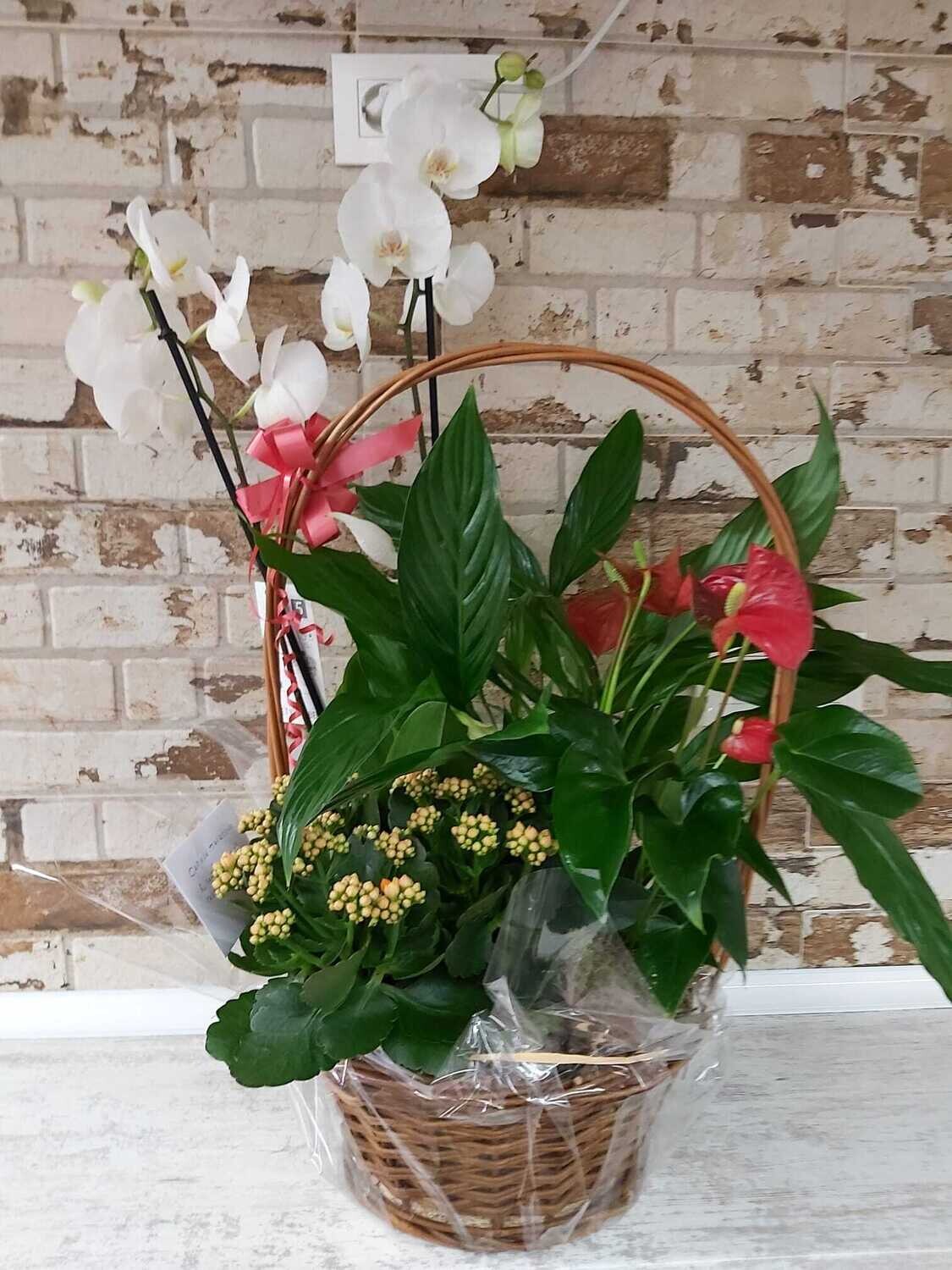 Cesta de plantas con orquídeas
