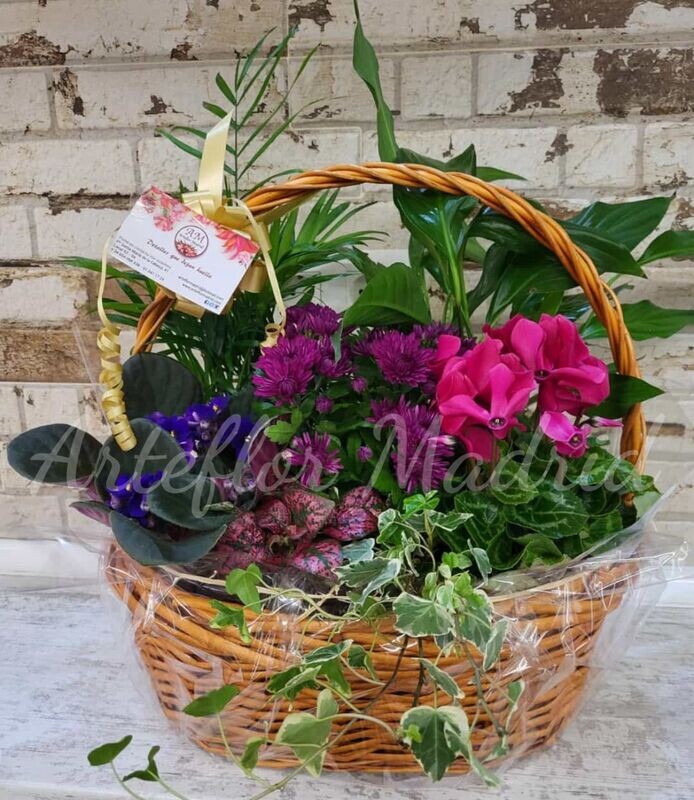 Cesta de plantas