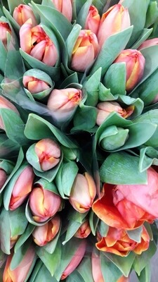 tulipanes naranjas 