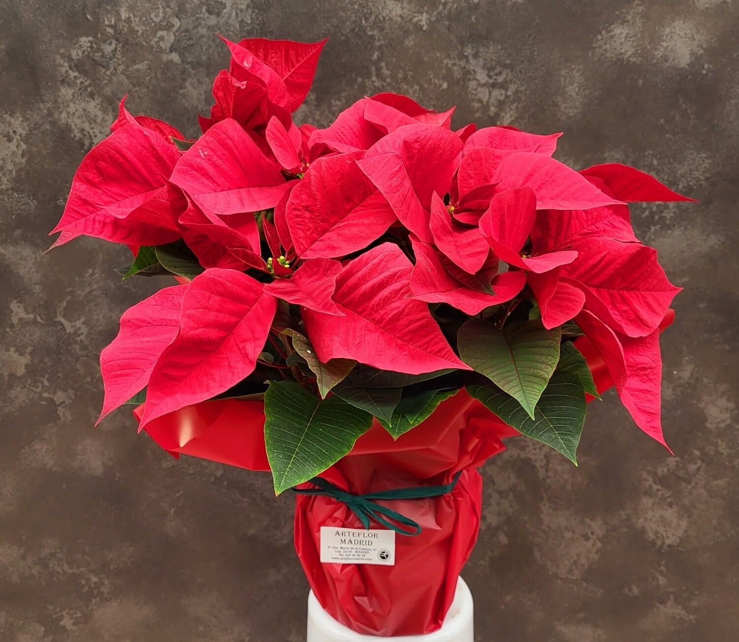 Poinsettia