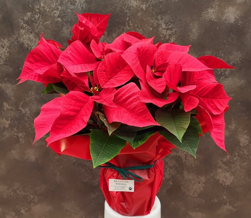 Poinsettia