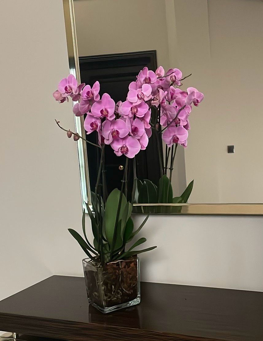 2 Orquídeas con jarrón cristal