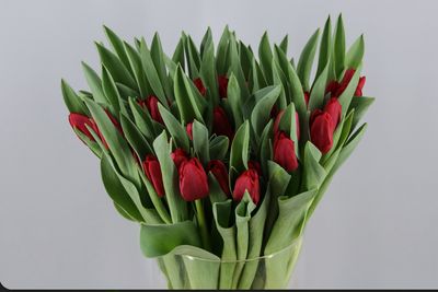 Tulipanes Rojos Holanda, envio a domicilio 