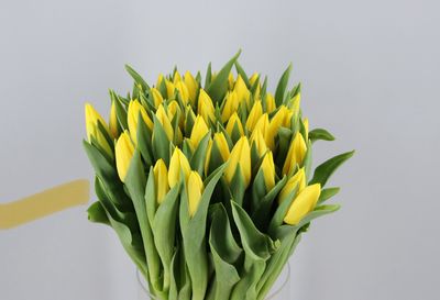 Tulipanes Amarillos 10 unidades Holanda, envio a domicilio