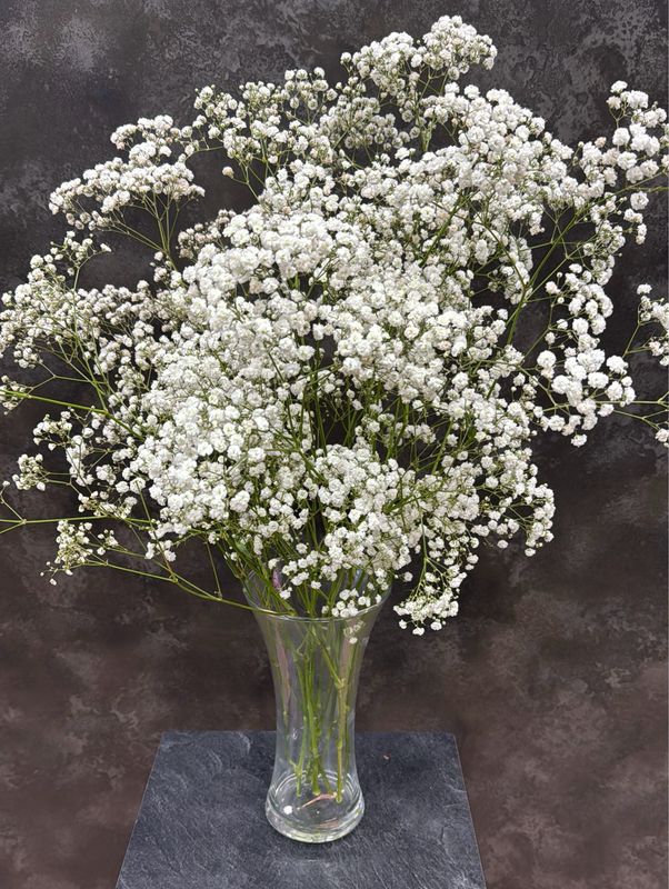Paniculata 2,50 el tallo