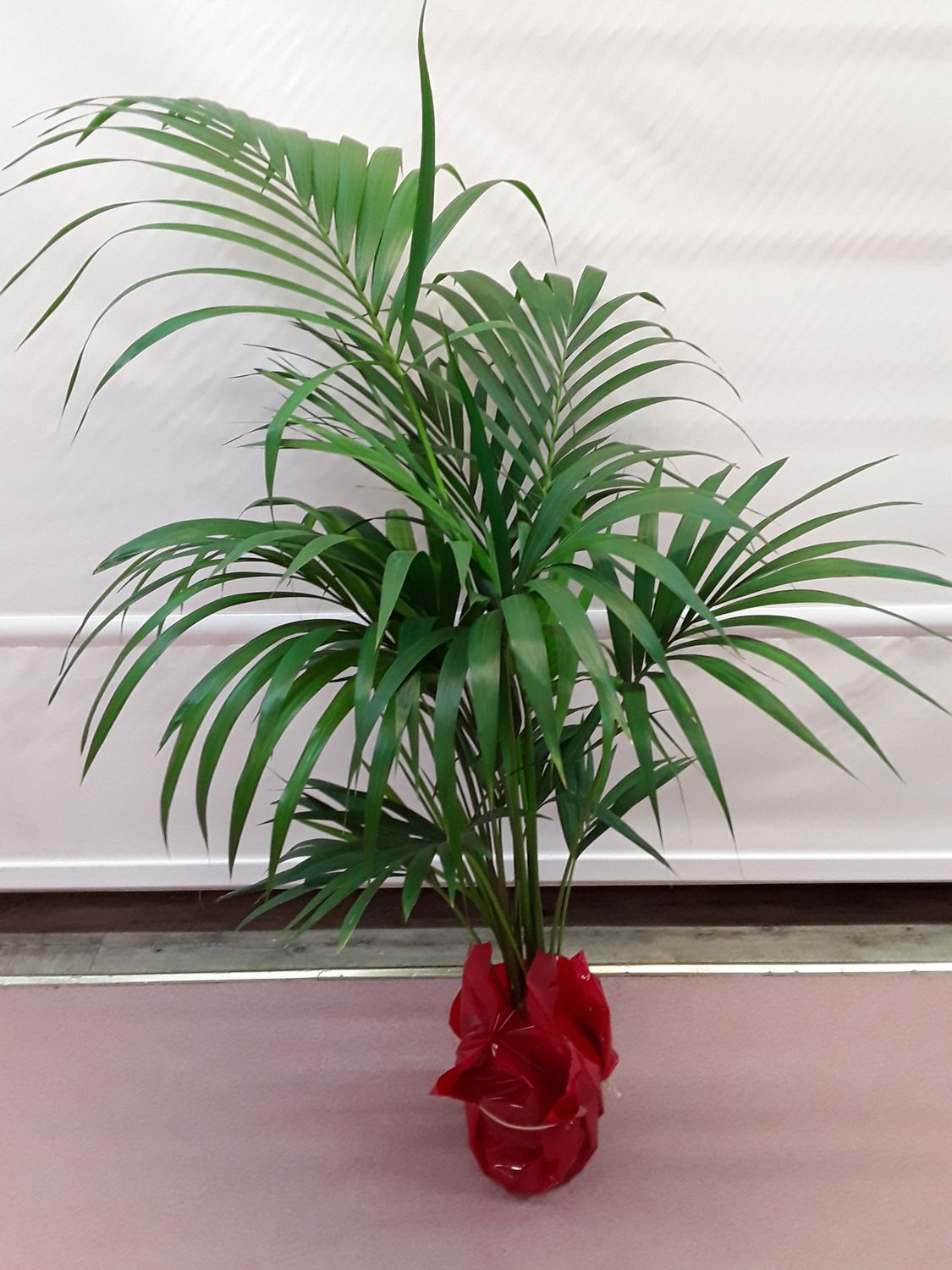 Plantas de kentia  1,40 a 1,60 cm