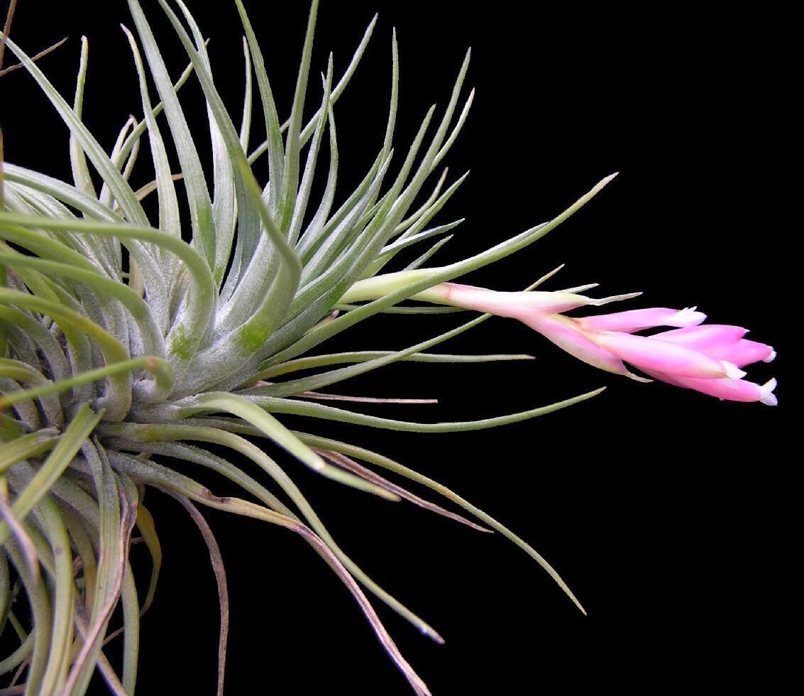 Tillandsias / Air plants