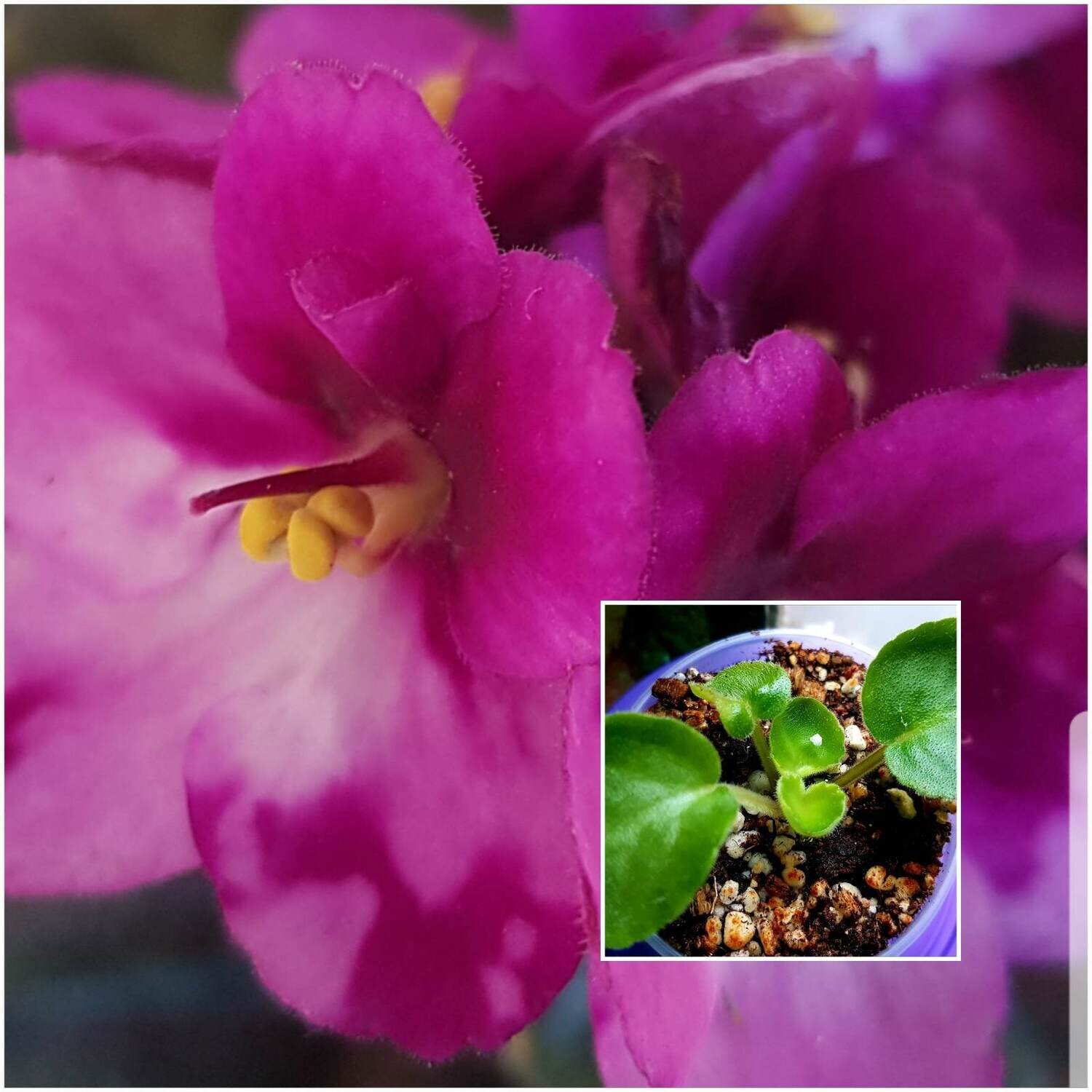 African Violet NOID 6 Starter Plant
