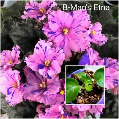 Afican Violets
