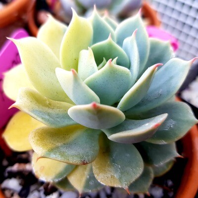 Imported Echeverias