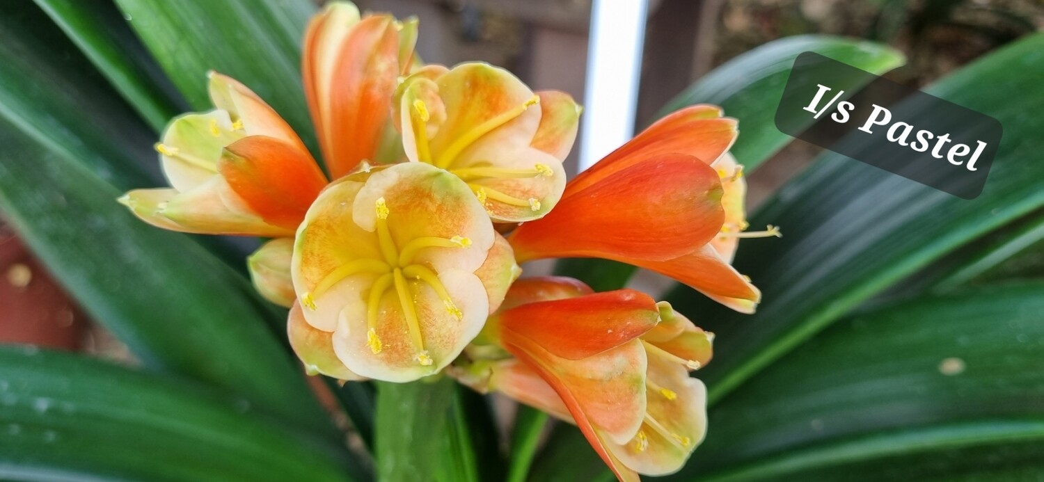 Clivia Interspecific orange