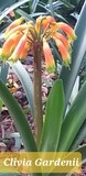 Clivia Gardenii