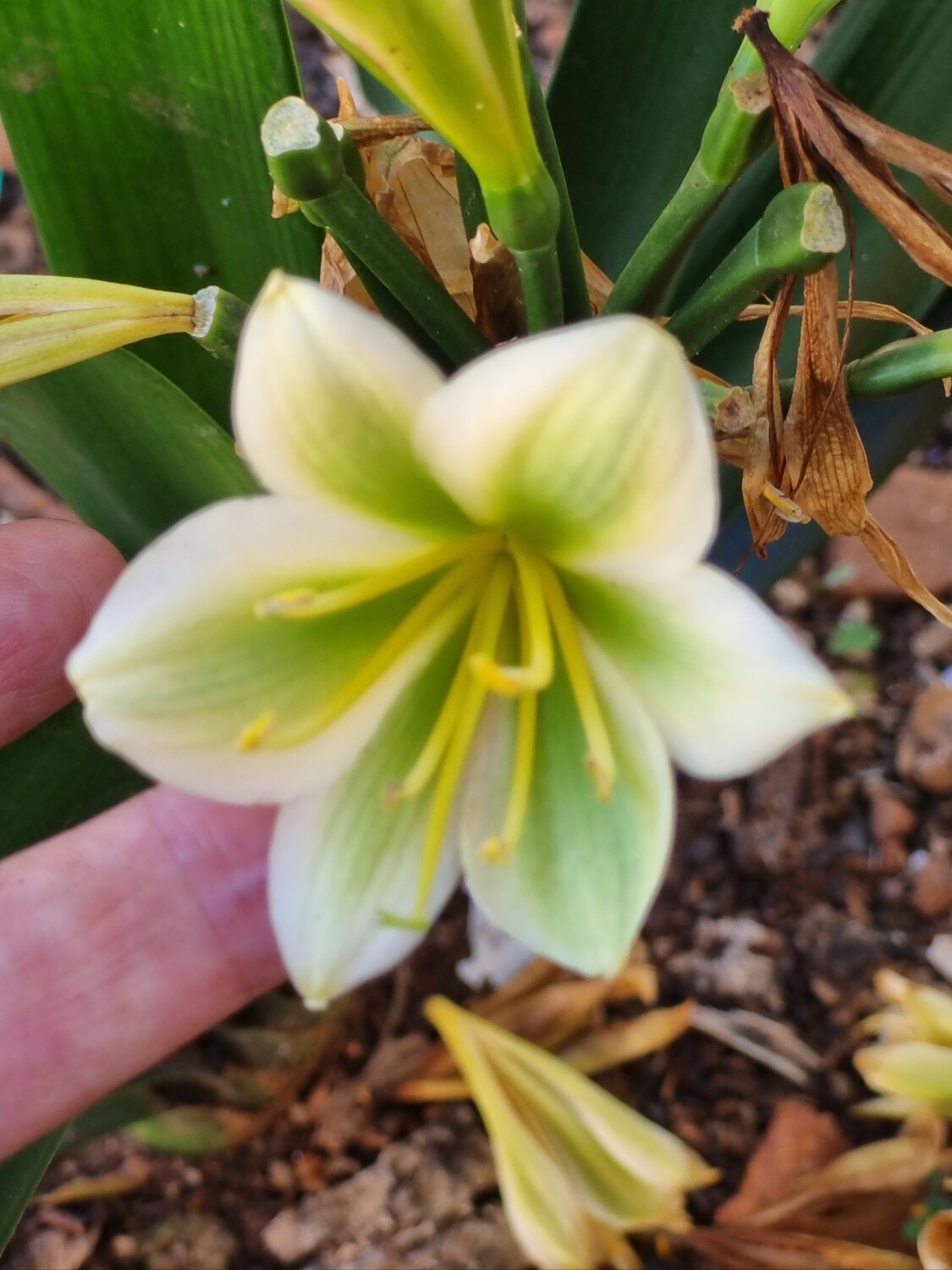 Clivia Miniata Green
