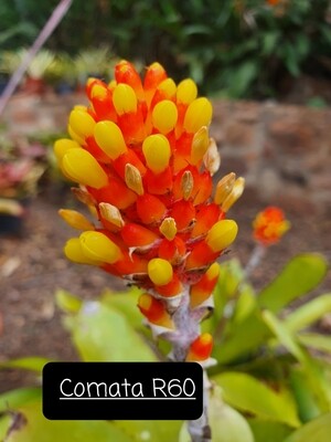 Aechmea Comata