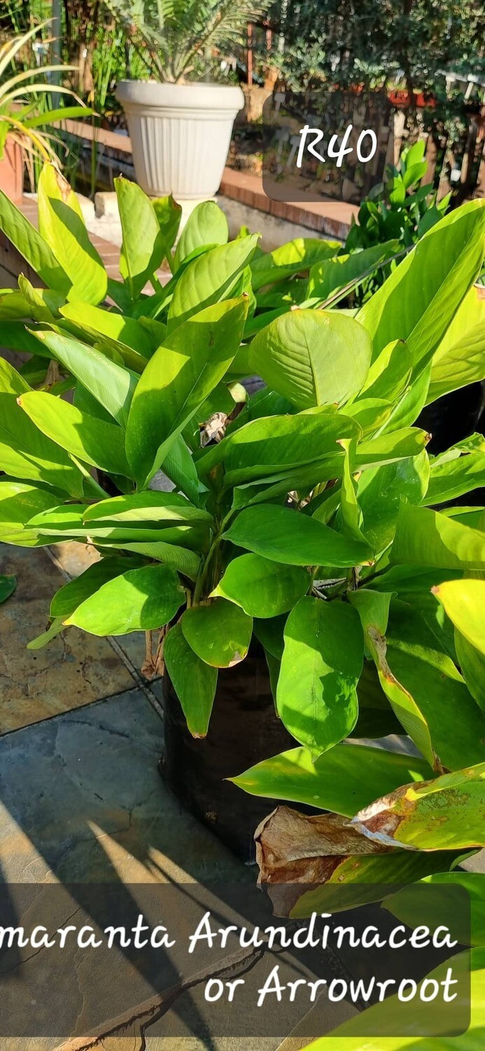 Arundinacea or Arrowroot