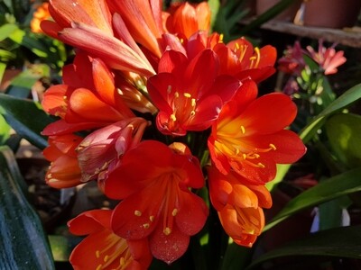 Clivia Miniata Red