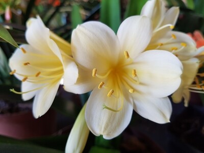Clivia Miniata Yellow