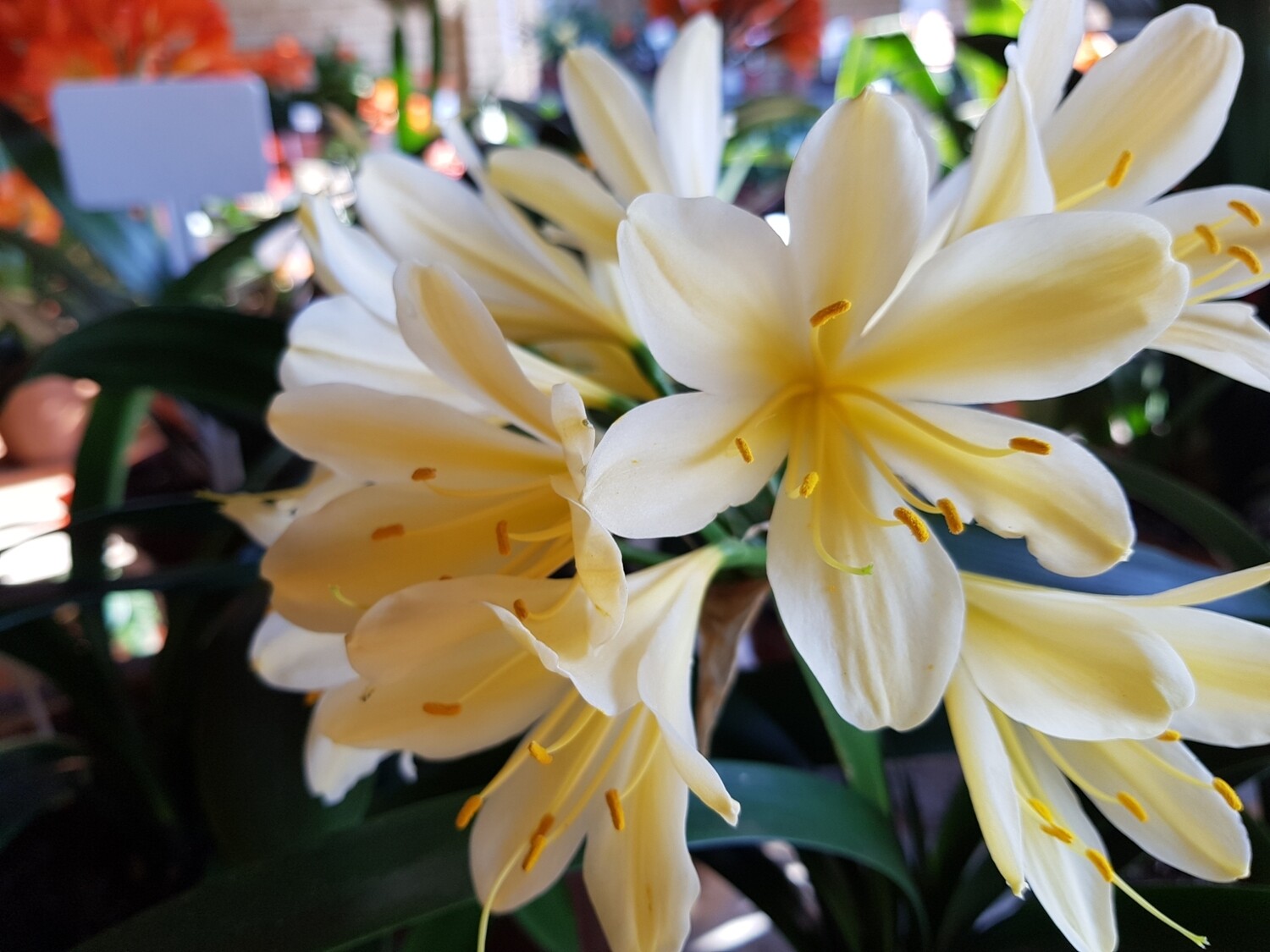 Clivia Miniata Yellow