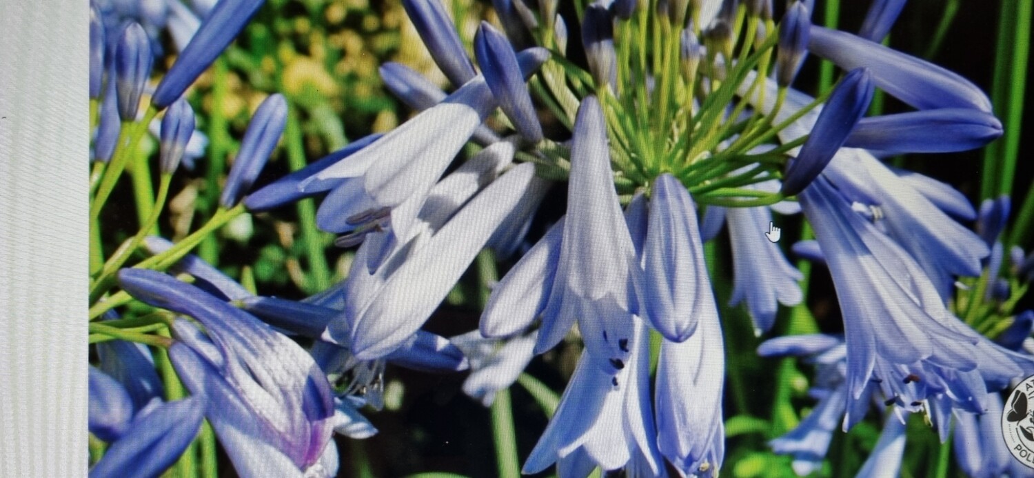 Agapanthus Joni