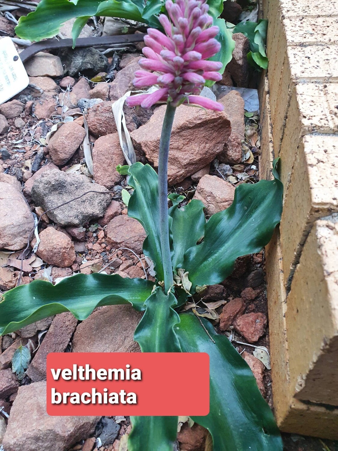 Velthemia Bracteata