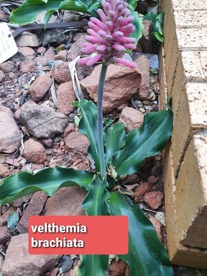 Velthemia Bracteata