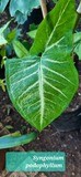 Syngonium Podophyllum