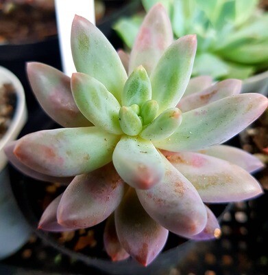 Imported other Succulents