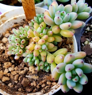 Graptopetalum blackberry