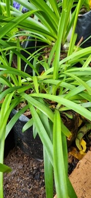 Agapanthus Joni Agapanthus Joni