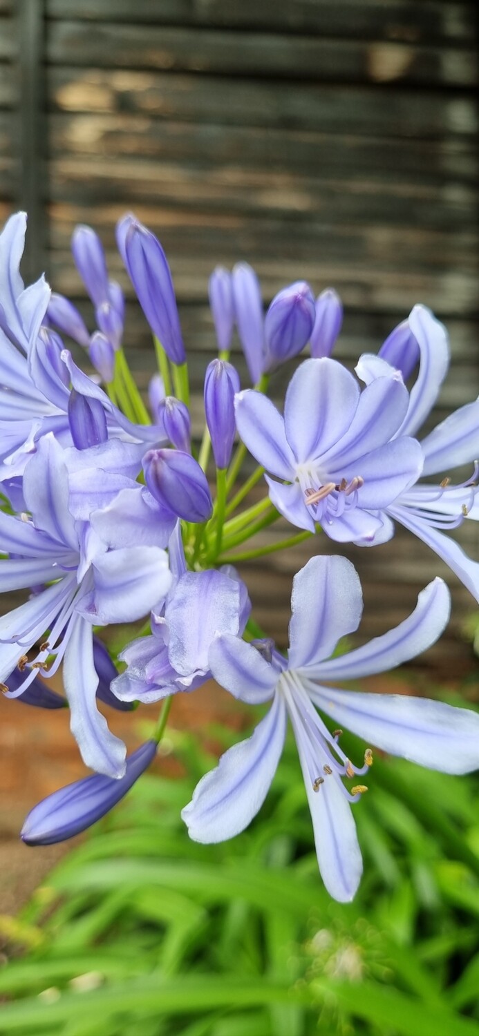 Agapanthus Caulescense