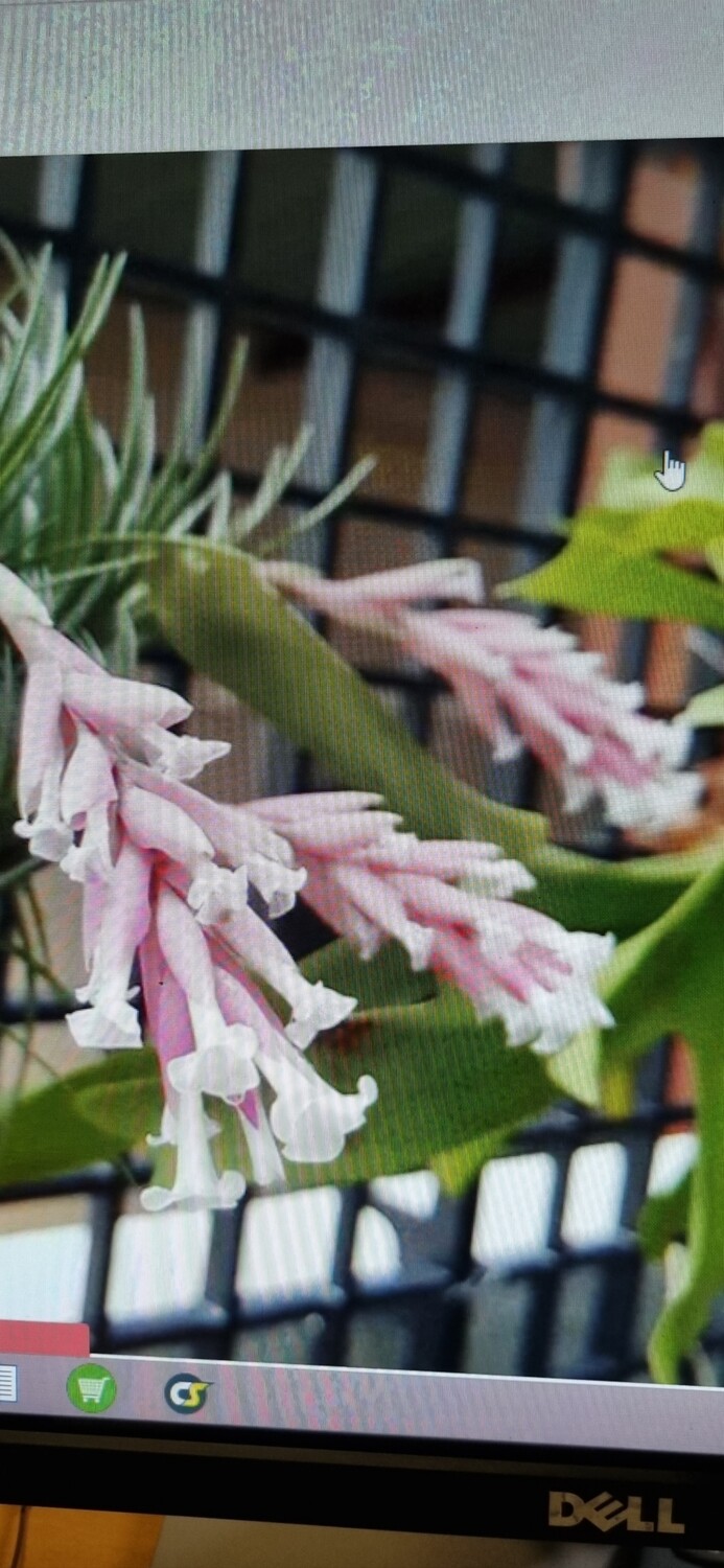 Tillandsia Araujei