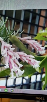 Tillandsia Araujei