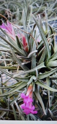 Tillandsia Argentina