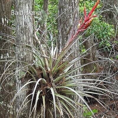 Tillandsia Balbisiana