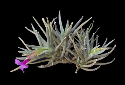 Tillandsia Argentina