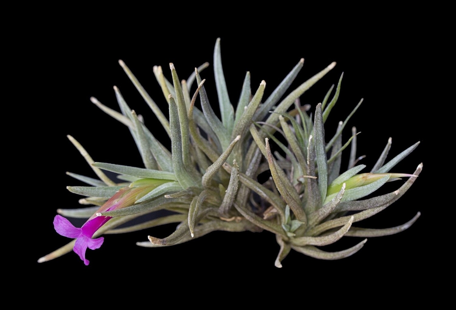Tillandsia Argentina