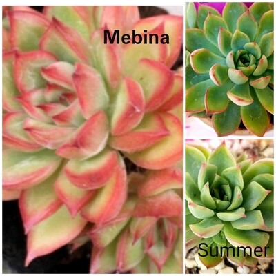 Echeveria Mebina cluster Large Echeveria Mebina cluster Large