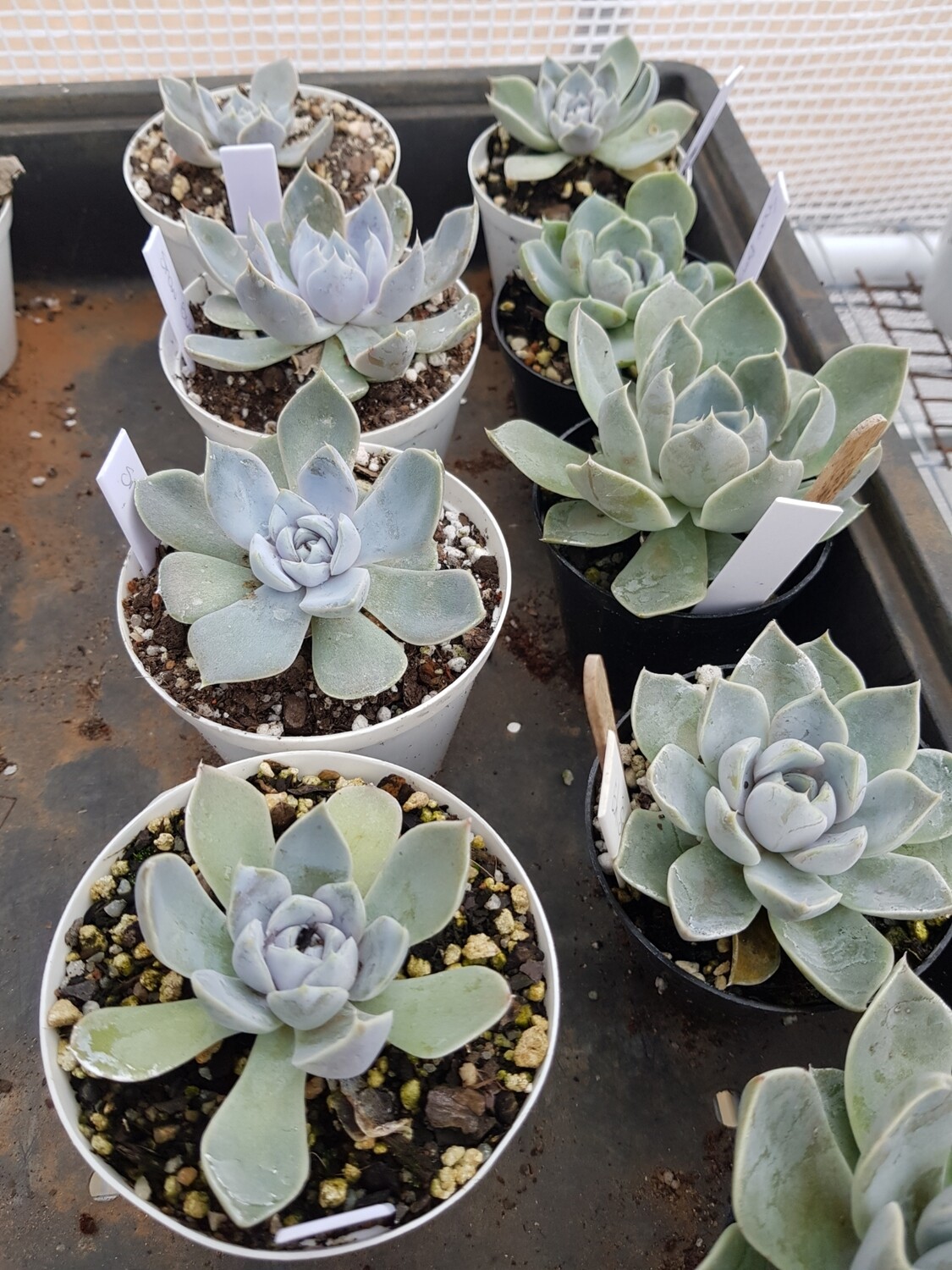 Echeveria Snow Bunny Echeveria Snow Bunny