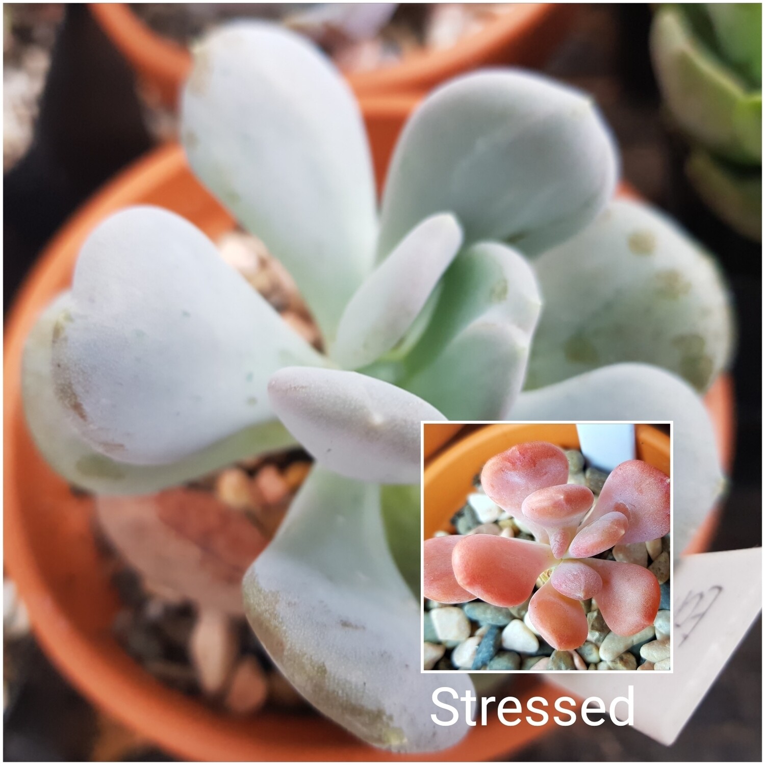 Echeveria Cinderella Echeveria Cinderella