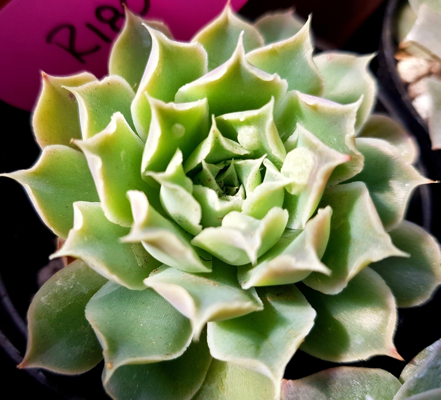 Echeveria Gilo Drops