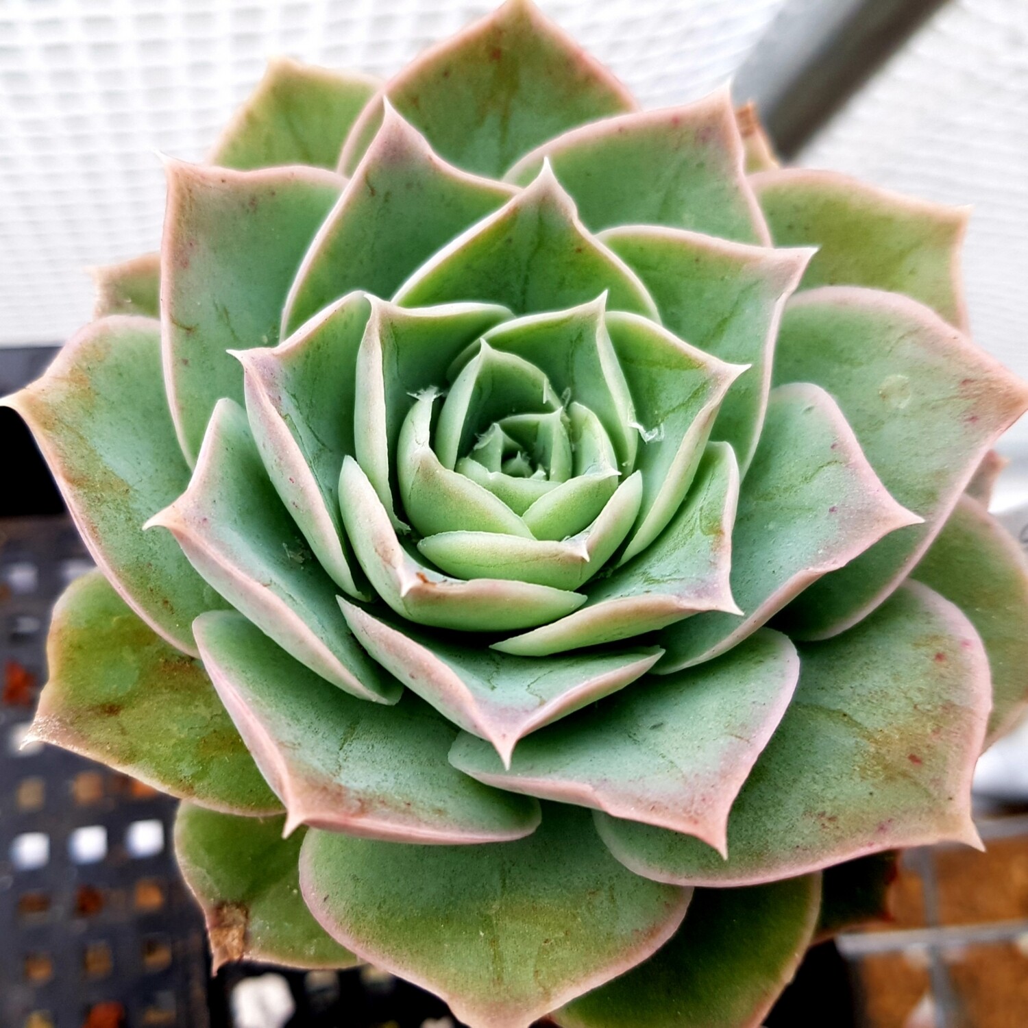 Echeveria Simulans Ascension sp, Size: Medium