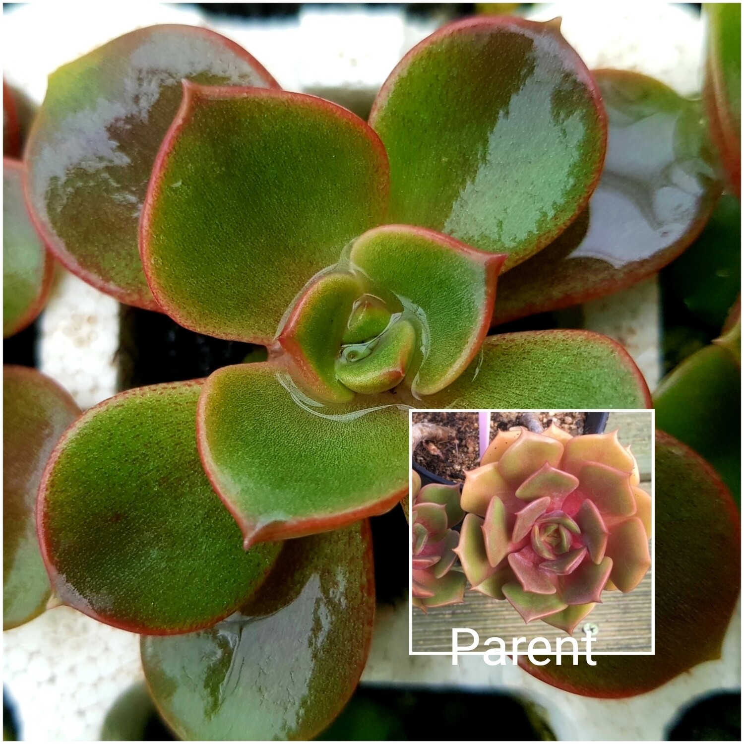 Echeveria Zestar Echeveria Zestar