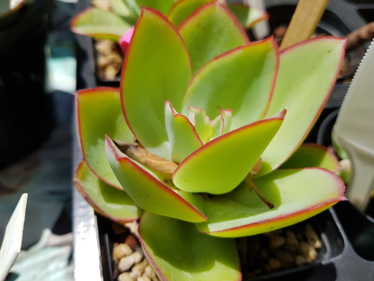 Echeveria Subrigida