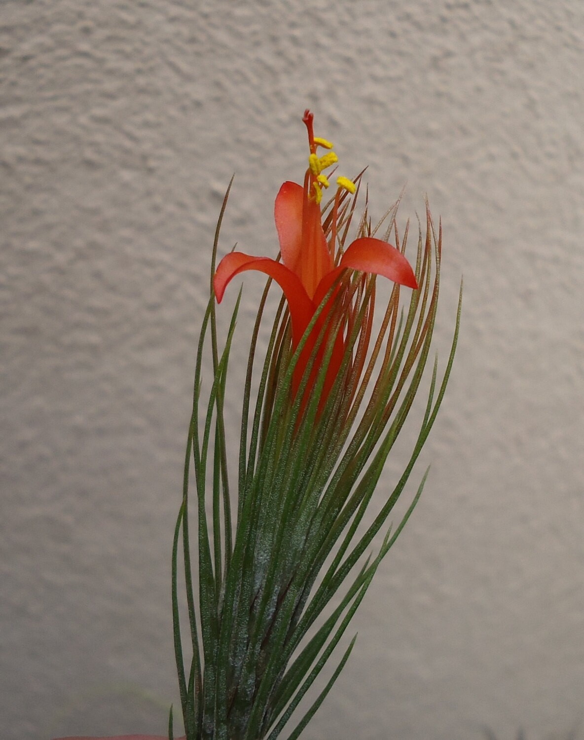 Tillandsia Funkiana