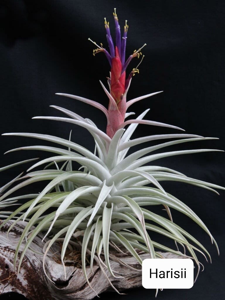 Tillandsia Harrisii