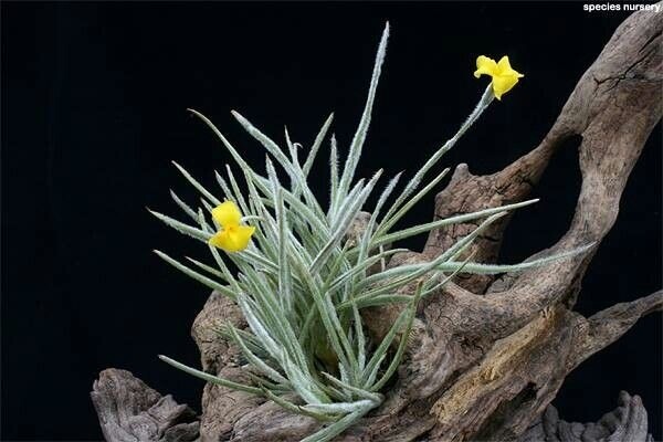Tillandsia Crocata