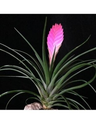 Tillandsia Cyanea Mini