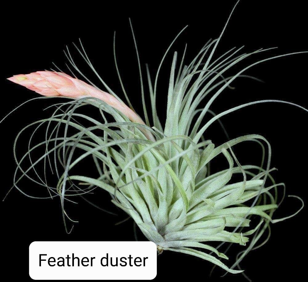 Tillandsia Feather duster